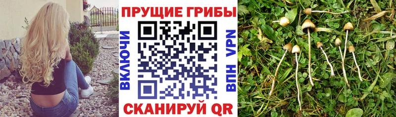 Галлюциногенные грибы Cubensis  Купить где  Горячий Ключ 